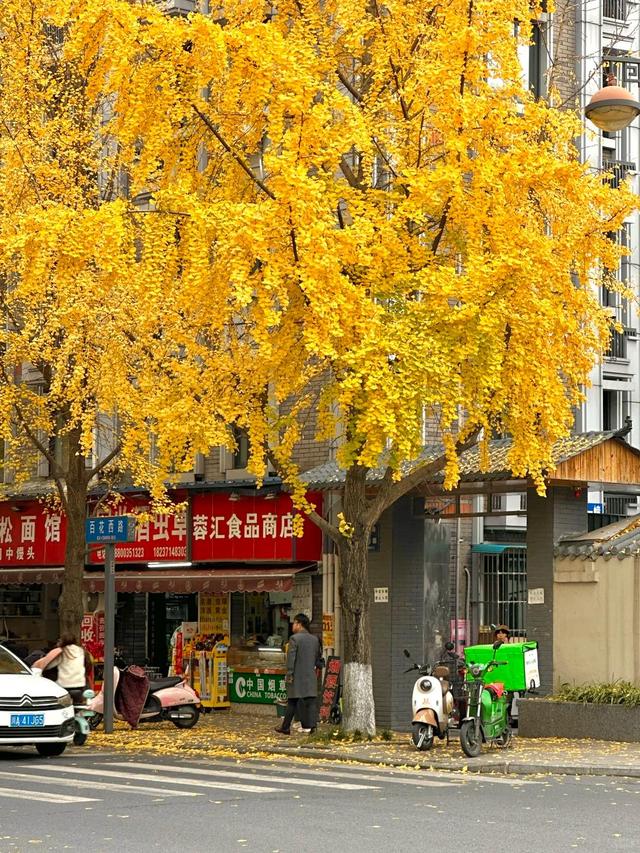 秋枫黄叶起，我们去看树叶落下来……