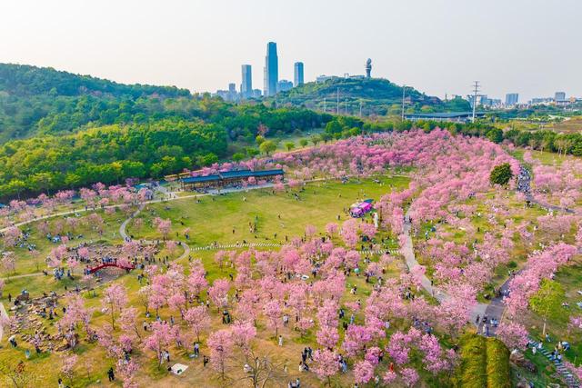 春季8个顶级赏樱地，3月盛花期，快去解锁春日花海