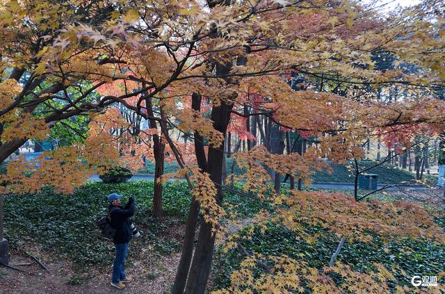 速来打卡！青岛限定“枫景”即将落幕