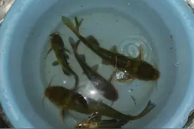 老钓友揭秘黄辣丁"致命弱点"，夜钓一钓一个准】图片