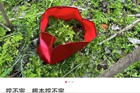 “春菜”上市！医生提醒：食用不当或致癌图片