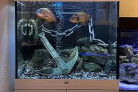 地图鱼，比较适合新手入门的中大型观赏鱼图片