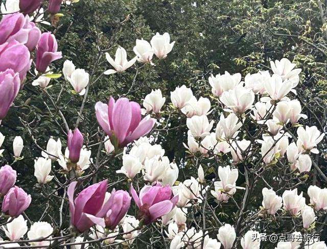 成都市区最美玉兰花开了，寺庙公园惊艳的美，这3处都不要门票！