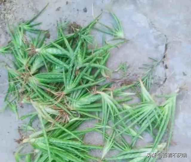 山东一男子晒离家5年的芦荟，枝繁叶茂惊呆众人，网友:成精了