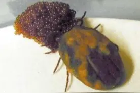 比毒蛇更可怕！轻松钻入体内吸血，严重可会致命图片