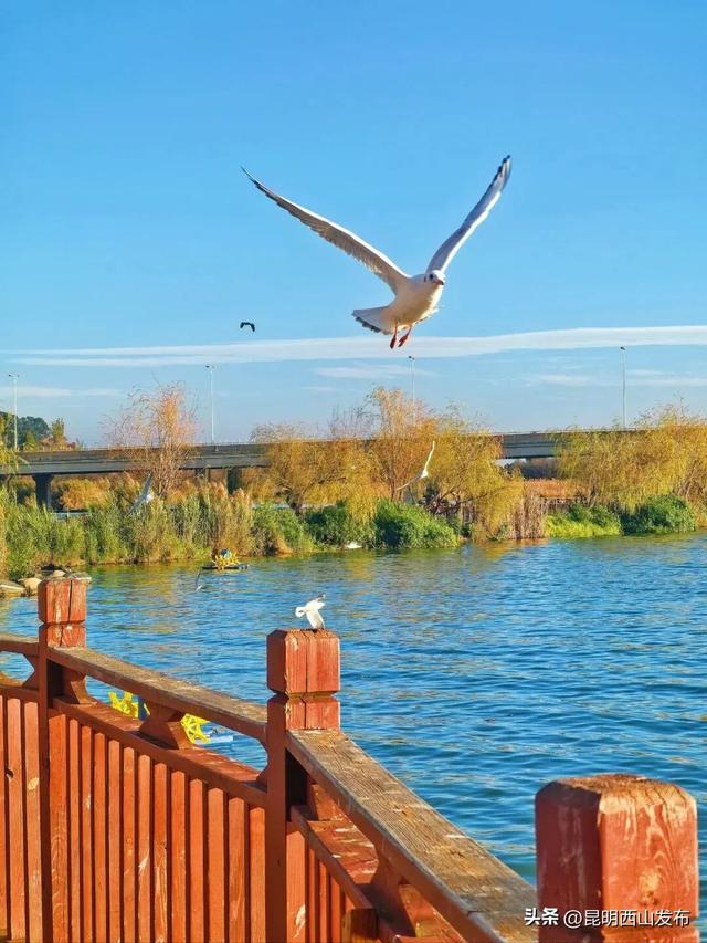 寻鸥潮玩！海口小渔村码头观鸥集市开市啦！