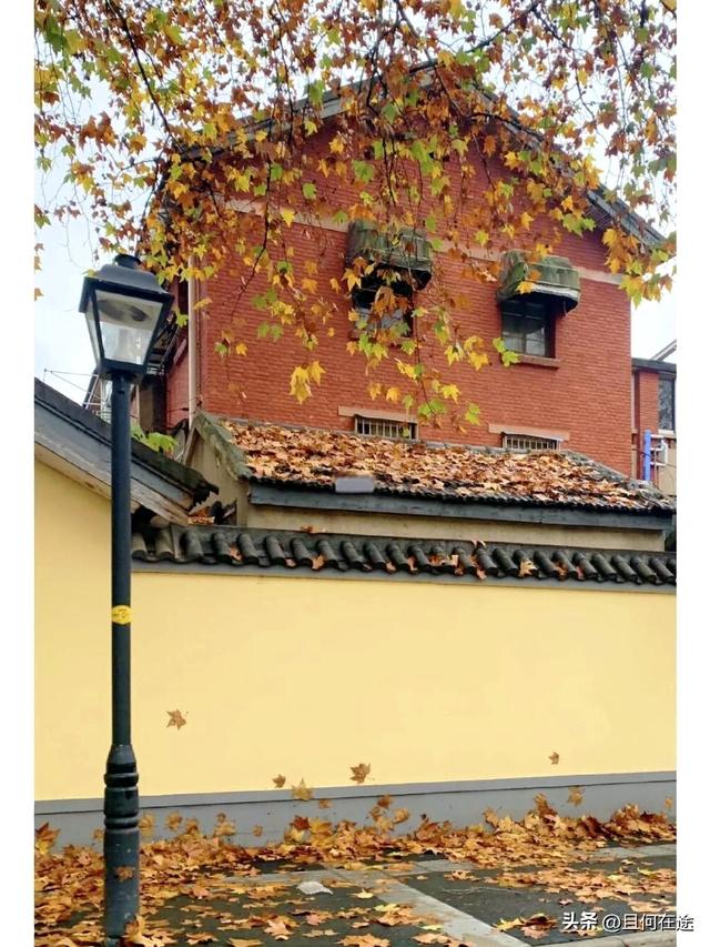 南京“丑萌”梧桐C位出道！颐和路半天游，把民国浪漫拍成表情包