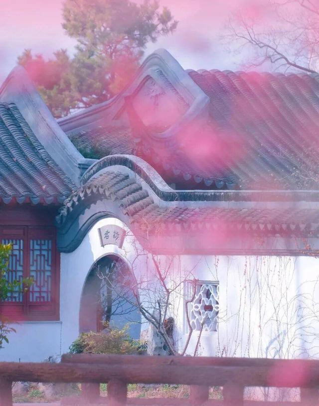 南京梅花山3.5万株梅花齐绽放，最佳观赏期到来