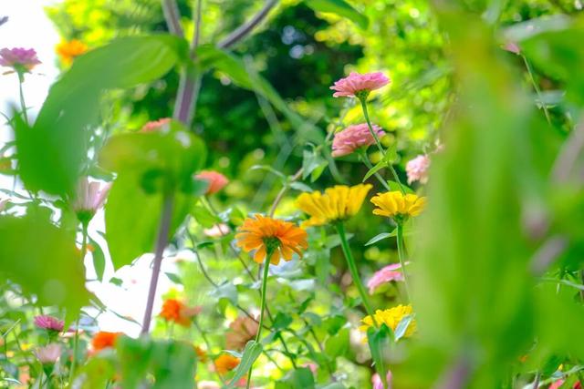 邂逅秋日烂漫：丰泽这片花海美丽绽放，就藏在……