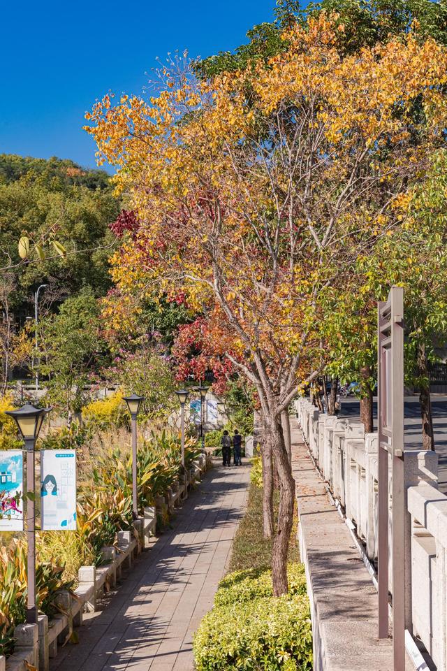 红了大片的乌桕，竟藏于一座园林之中，且被唤作 “福州小西湖”