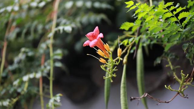 开封，“丰”景正好！