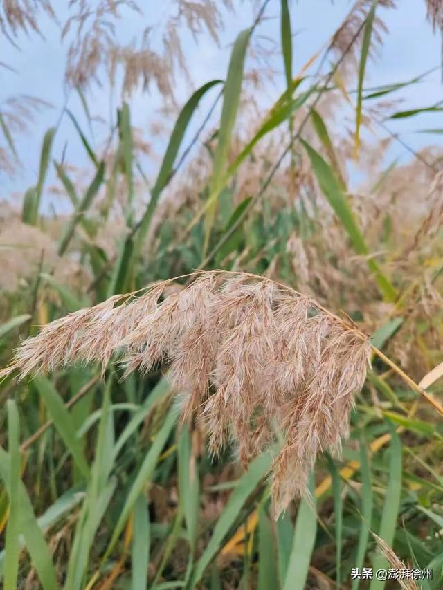寻美薛城丨自然之美！初冬的芦苇花，蟠龙河畔一道亮丽的风景线！