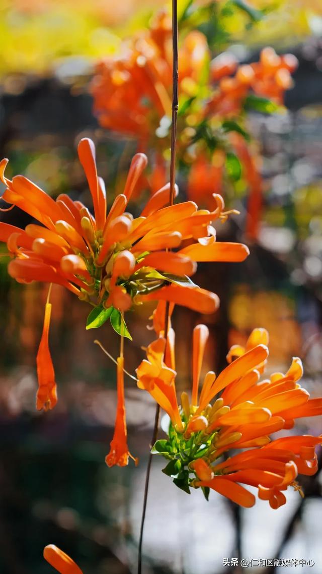 我在仁和等你丨炮仗花瀑如焰,带你提前走进“春节模式”