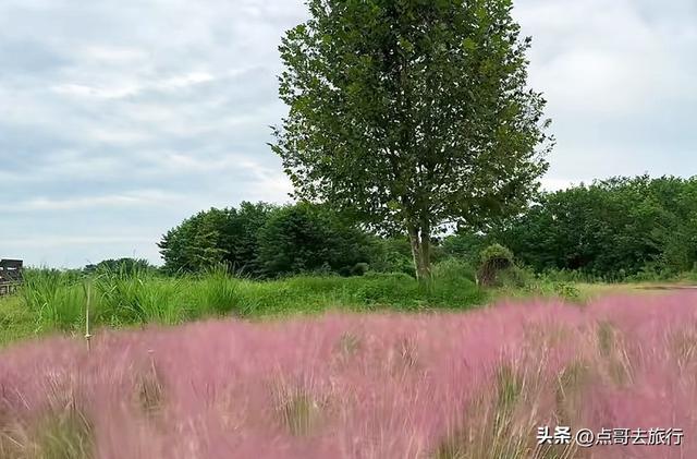 免费！成都最大面积粉黛草花海，粉色浪漫让人惊叹，地铁公交直达