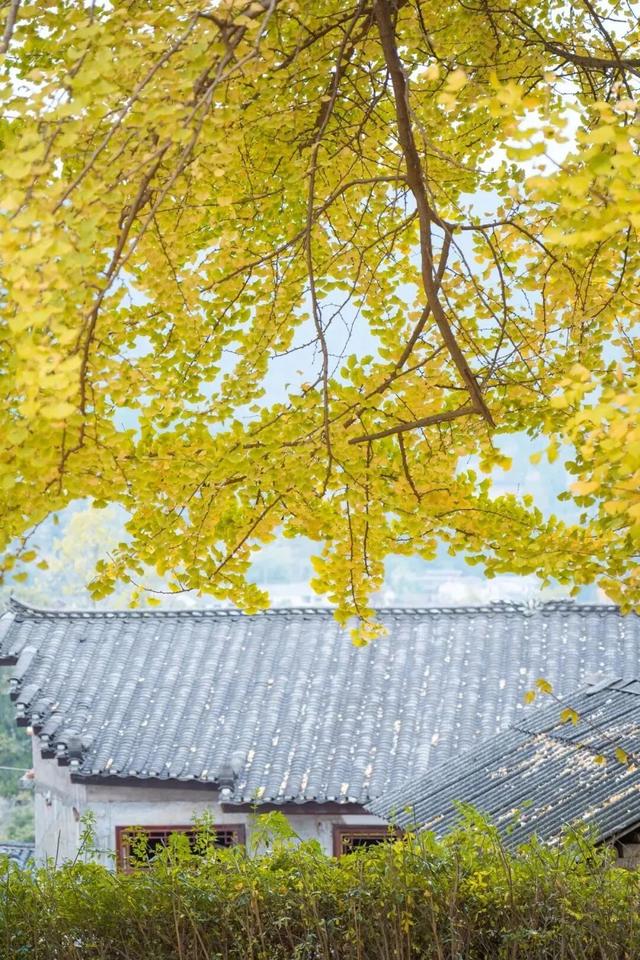 从街角到古村，一键解锁贵阳的秋日浪漫