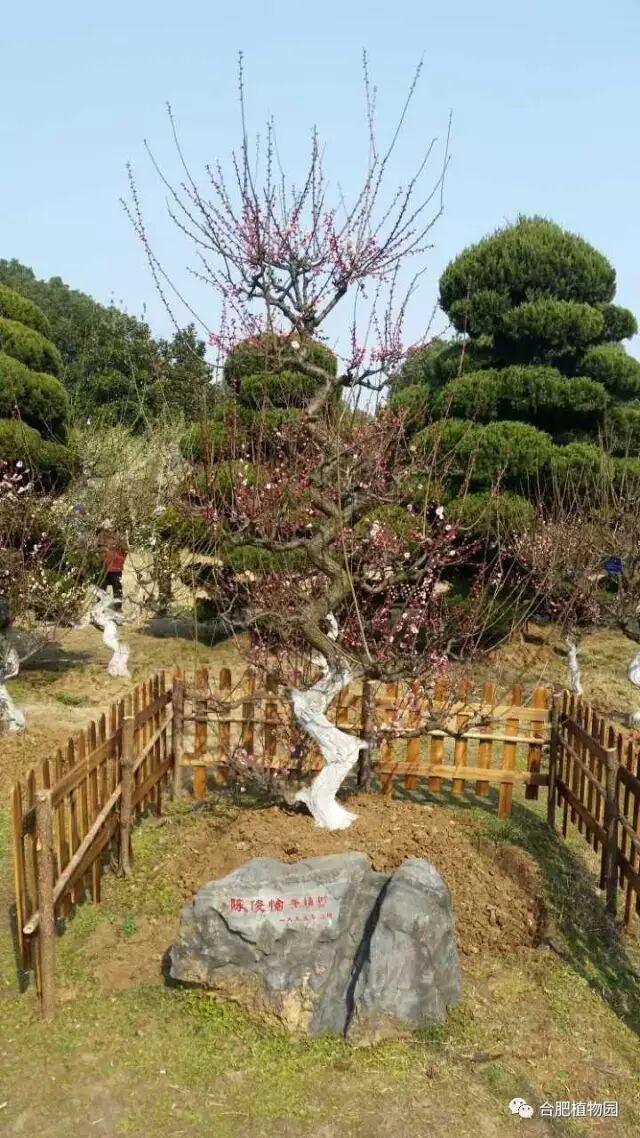 合肥首个古树公园来了！