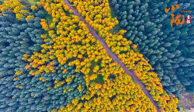 【小陇画报·432期】初冬时节 临潭最后一波秋色惊艳诱人