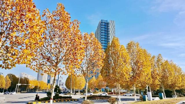 寻美薛城丨冬日的浪漫！法桐的金色韵味从秋的繁华走向冬的静谧！