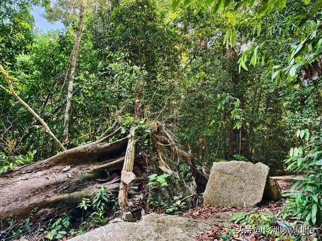 马来西亚(32)砂拉越州⑥世界遗产尼亚洞窟探险