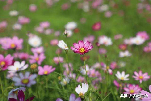 贵港这片格桑花海盛放，超出片！