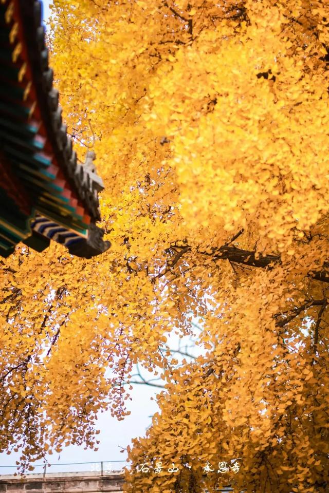 花式赏秋、文创上新，石景山这个古寺将迎最美时节！