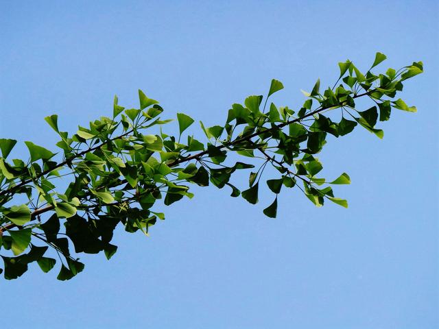 花木春秋322：银杏 | 植物界的活化石