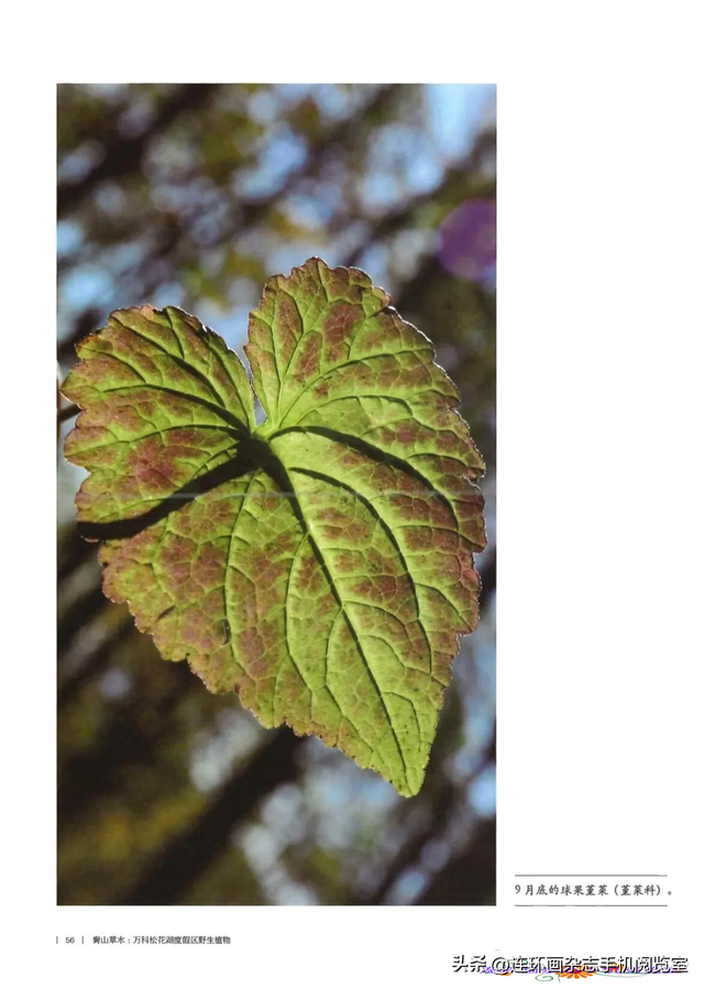 《青山草木》页选03