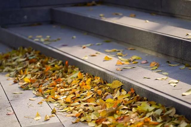 探徐汇｜赴一场落叶之约！徐汇街头美成童话