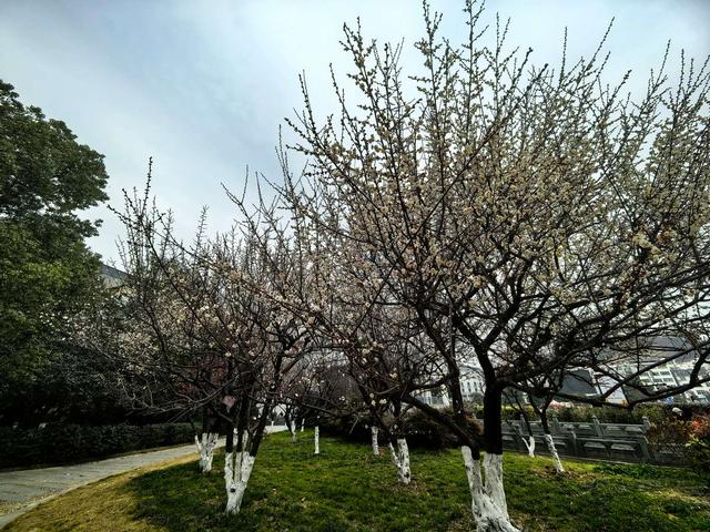 武当文化广场:梅花绽放引客来