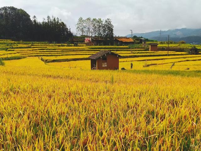 珠海在哪里可以寻找到秋天甚至赏秋？