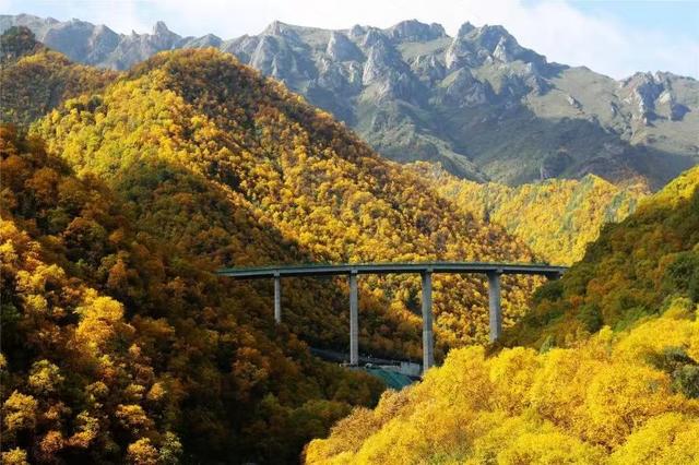 别再只知道青海湖！十月扎碾爆火：“金色隧道”藏着最动人的答案