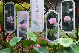 春赏琼花夏观荷！瘦西湖荷花展、个园莲花展开幕图片
