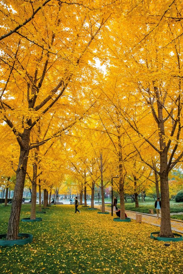 都跑去地坛看银杏了？北京中轴线南边的公园，藏着一处小众银杏林