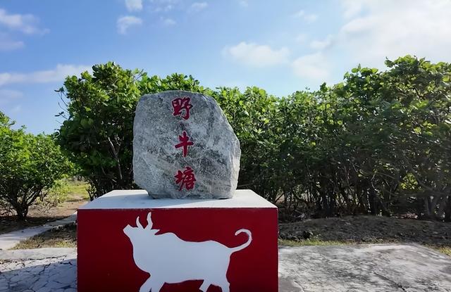 西沙生态条件最好的东岛开始大规模基础建设，400野牛生存了370年
