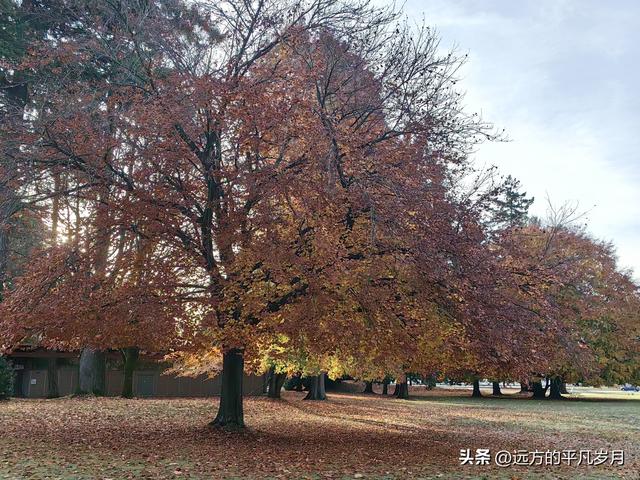 温哥华游记（四）