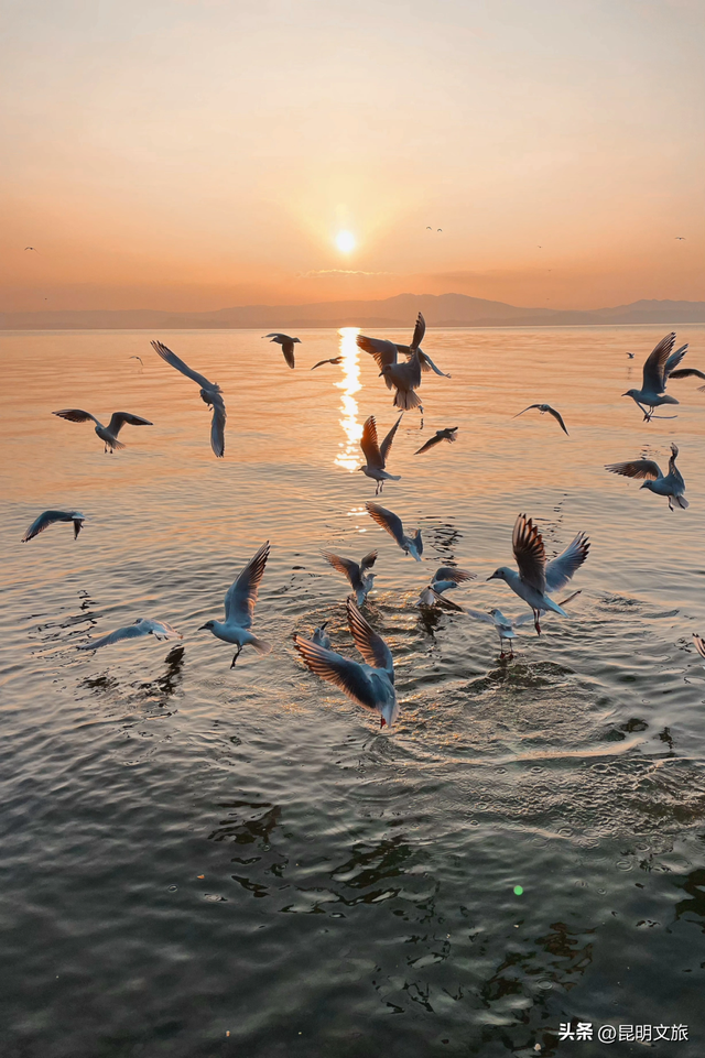 不止大坝！昆明观鸥最全热门+小众点位收录＊附核心区交通指南