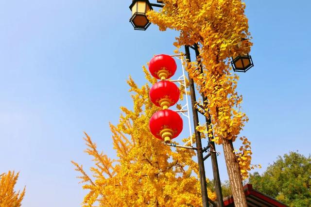 满城“金甲”醉秋风