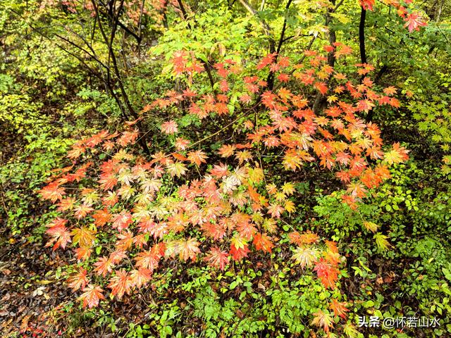 2025辽宁赏秋之旅日记(2)——游览丹东蒲石河森林公园