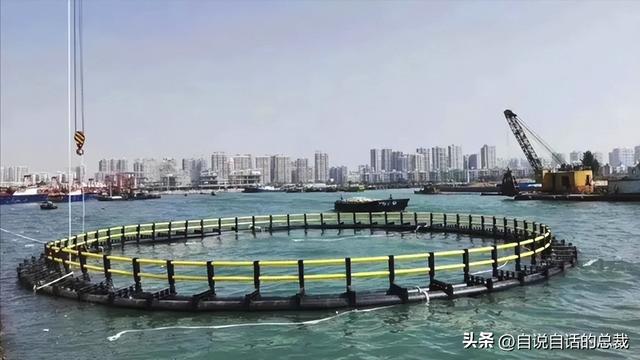 花胶多少钱一斤2021 2026年花胶多少钱一斤2025年价格表图片