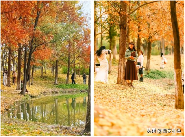 红透了！西安这片水上杉林，已进入最佳观赏期！