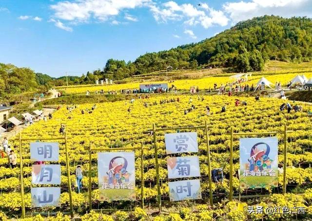 硒土菊黄，明月山的金色情书