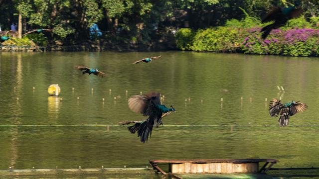 云南景洪：最大的综合性生态旅游景点