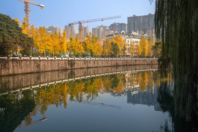 独爱成都百花潭！800 年银杏染秋，登散花楼解锁城市安逸时光