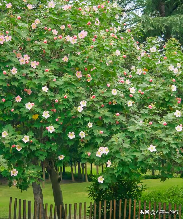 成都芙蓉花最新攻略，公交车直达，一处比一处惊艳，4处都免费！