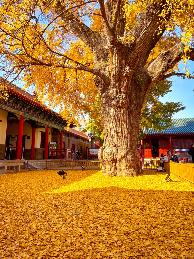 叶落临沂，步步皆是诗意画卷