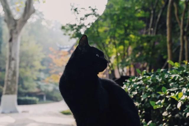 一到秋天，南京就美成了金陵