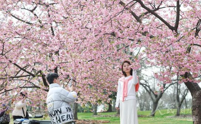 图游天下 发现上海|早樱盛开！五大宝藏赏樱点位请收好
