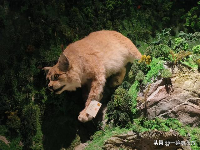 通化市自然博物馆