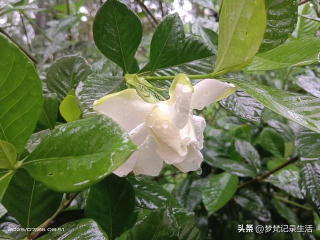70多岁的老娘像个拼命三郎,一个人在雨天漫步拥抱大自然感觉不错