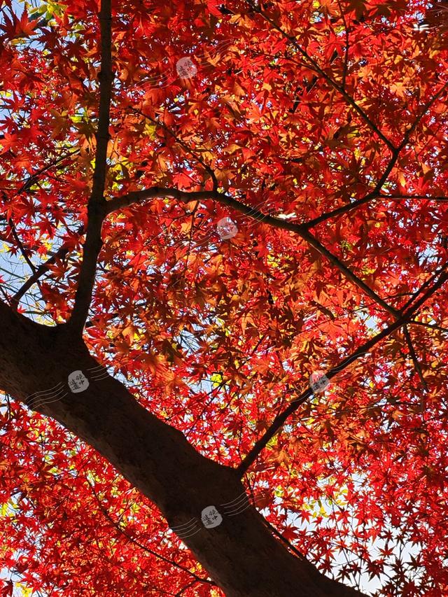 樟荫映丹心 黄埔铸英魂——熊雄故居观后感